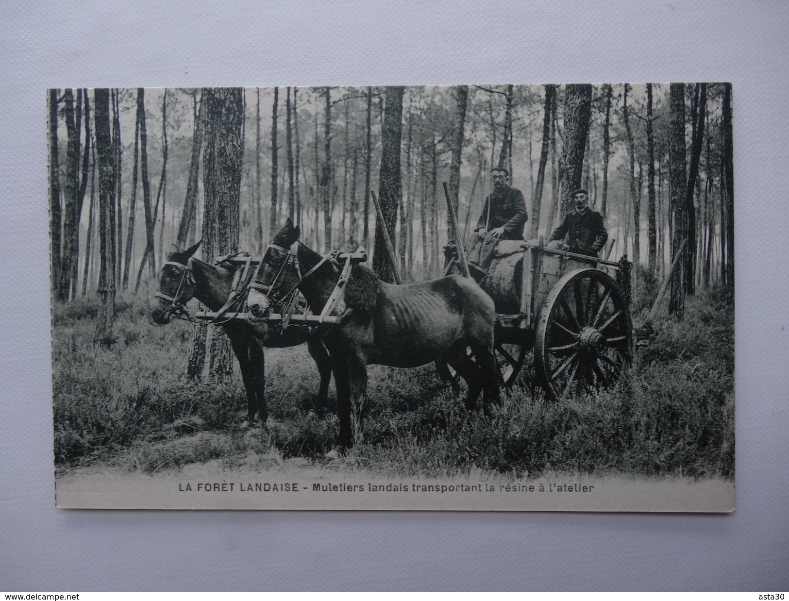 LA FORET LANDAISE     :   MULETIERS TRANSPORTANT LA RESINE A L ATELIER   …asta 5-194 GJ - Autres & Non Classés