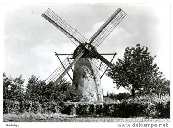 ERTVELDE - Evergem (O.Vl.) - Molen/moulin - Oudere Zwart-wit Kaart (ca. 1970) Van De Stenen Molen Vóór De Restauratie - Evergem