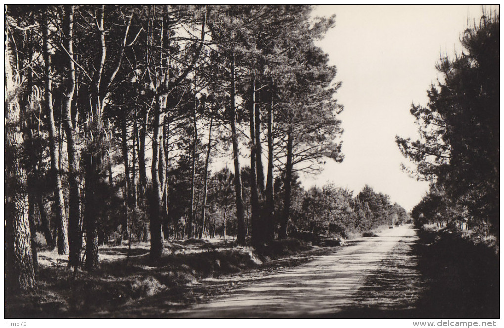 56  Morbihan  -  Questembert  ,  Les  Bois  De  Pins - Autres & Non Classés