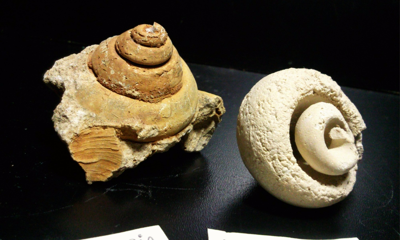 Lot De 2 Gastéropodes - Fossiles