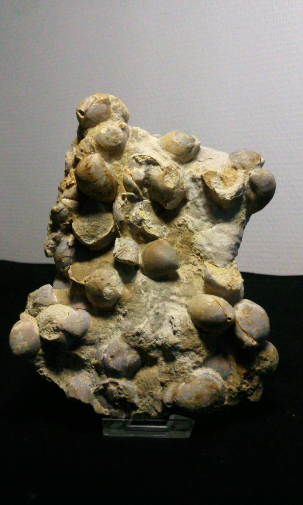 Fossile,lumachelle De Térébratule - Fossiles