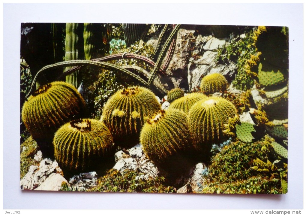PRINCIPAUTE DE MONACO  - Jardin Exotique  - CACTUS - Cactusses