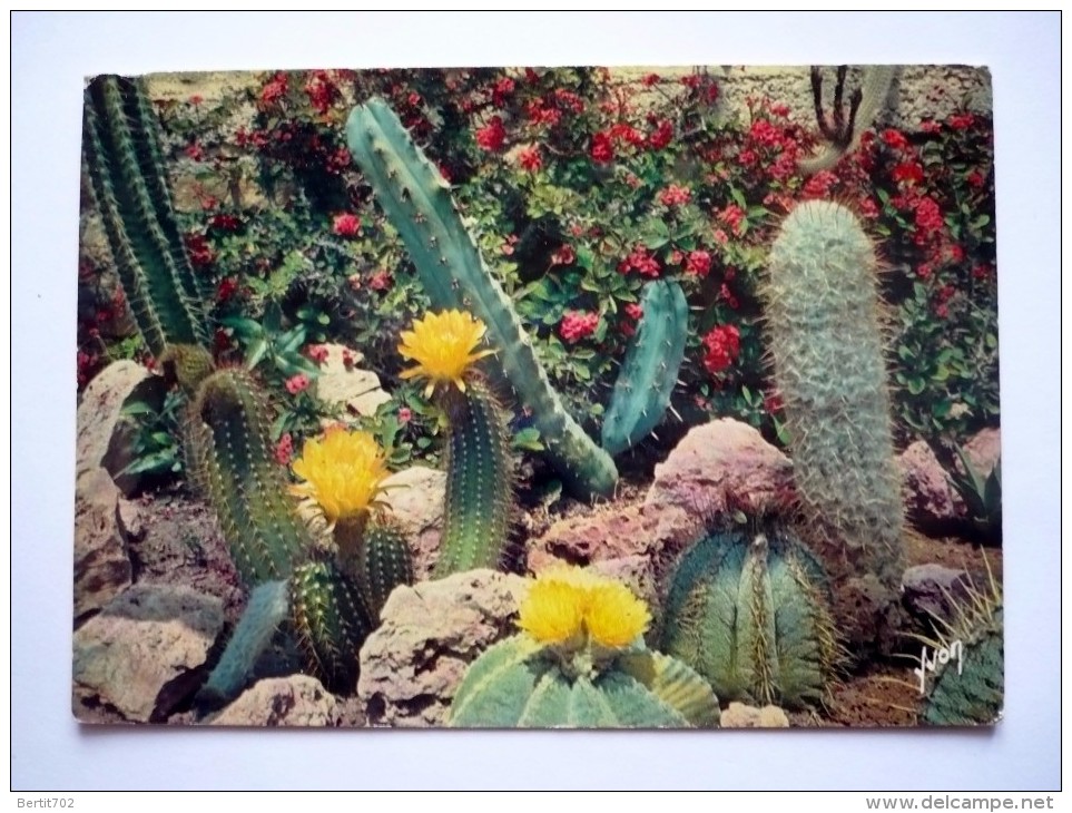 Cpsm Grand Format - Merveilleuse Floraison Des CACTUS RARES DU MEXIQUE   à SANARY-BANDOL ( 83) - Cactusses