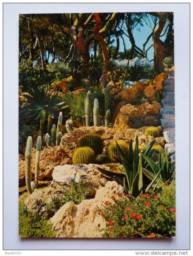Cpsm Grand Format COTE D'AZUR   - Jardin Exotique - CACTUS - Cactusses