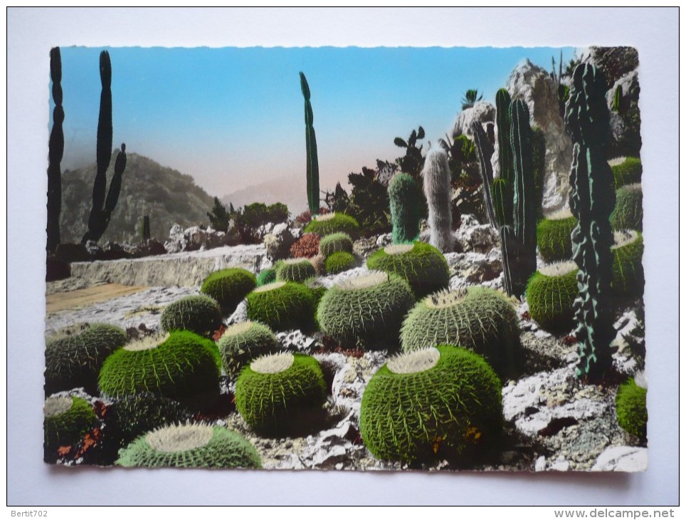 Cpsm Grand Format  EZE-VILLAGE   - Jardin Exotique - CACTUS - Coussins De Belle-mère Et Candélabres - Cactusses