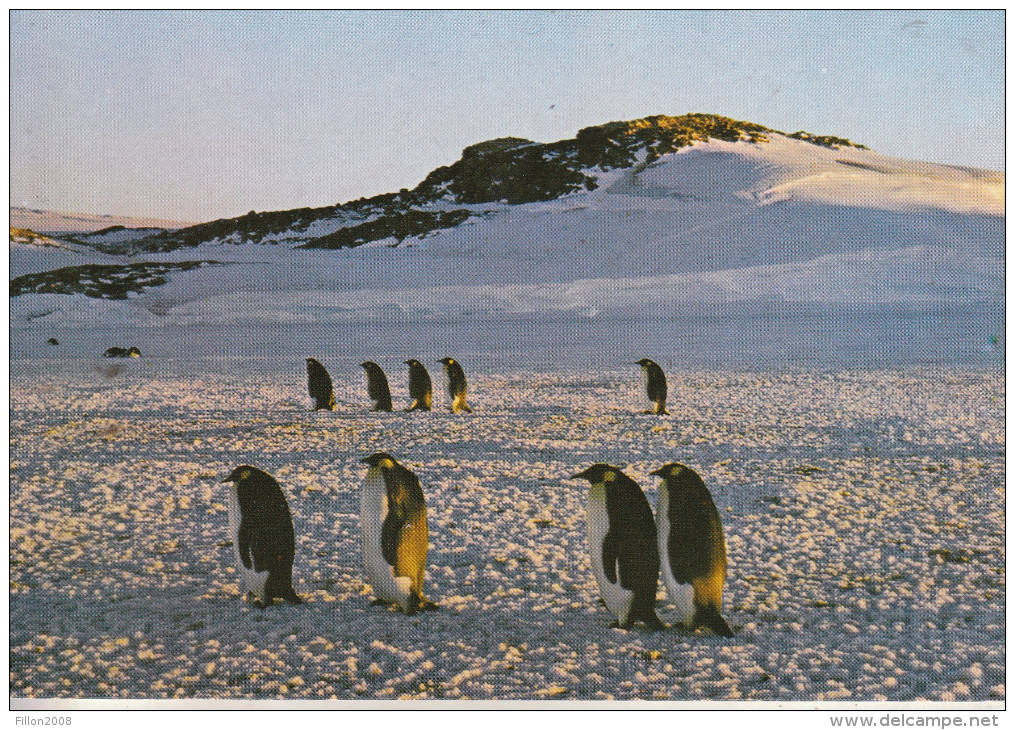 TAFF - Terre Adélie - Pôle Sud - Empereurs Allant à  La Rockery - Collection Privée, Tirage Limité - TAAF : French Southern And Antarctic Lands