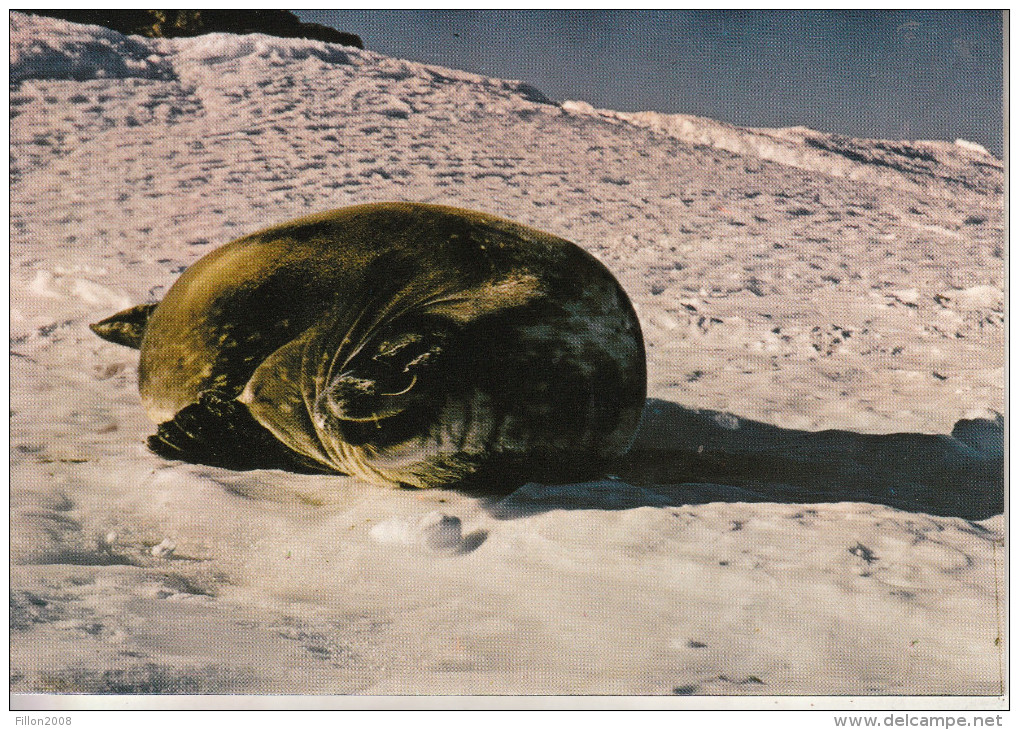 TAFF - Terre Adélie - Pôle Sud - Phoque De Vedell - Collection Privée, Tirage Limité - TAAF : Terres Australes Antarctiques Françaises