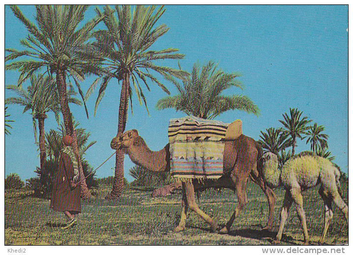 Carte Postale CP Tunisie Monastir - ANIMAL - CHAMEAU / DROMADAIRE & Petit + Chamelier - CAMEL & Palm Tree Postcard - 25 - Other & Unclassified