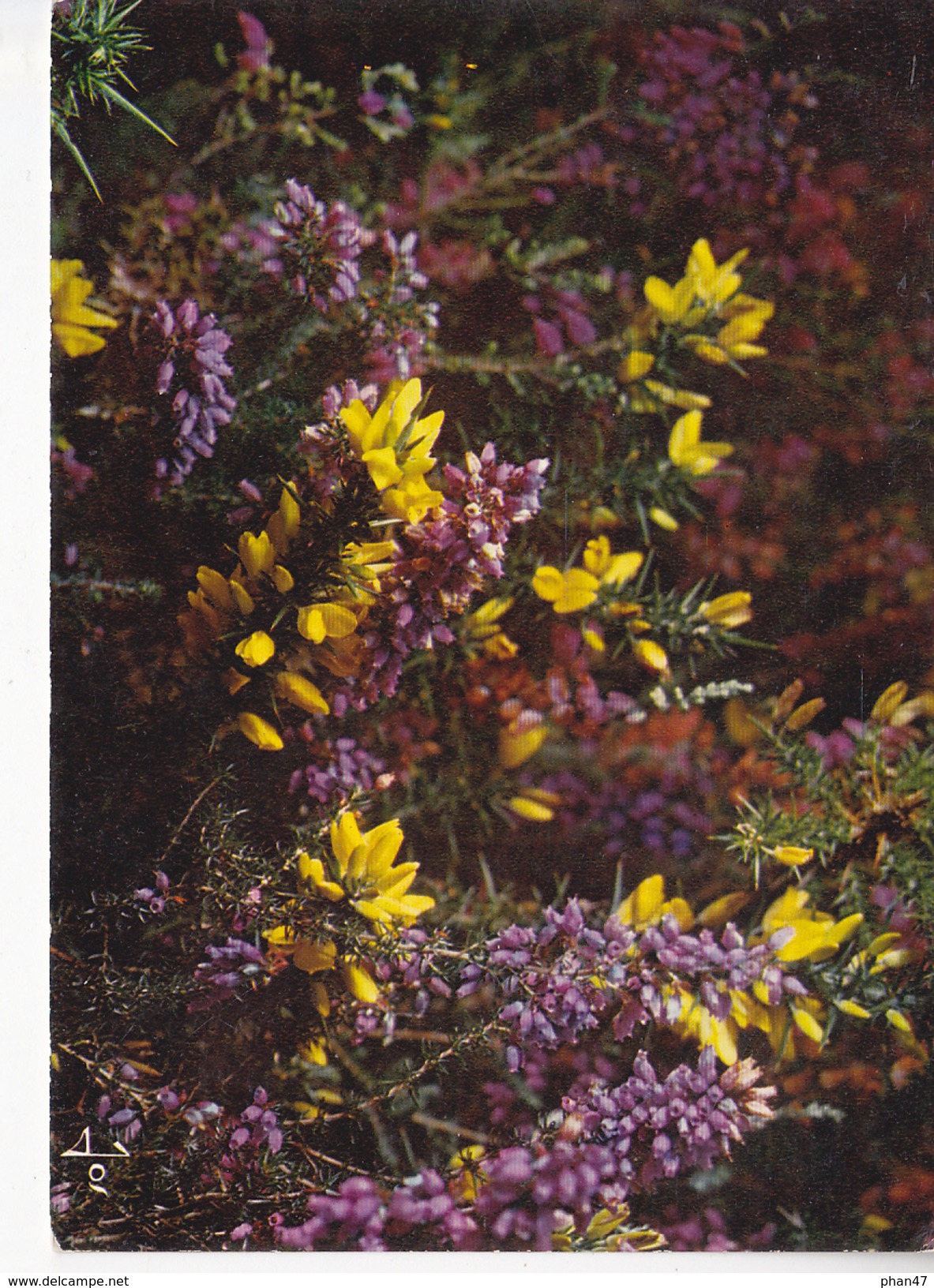 BRETAGNE, Fleurs Des Landes, Ed. Jos 1980 Environ - Flowers