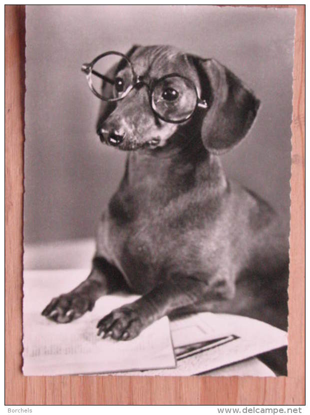 Hund519 : Dackel Der Professor Mit Brille - Echte Photographie - Unbeschrieben - Sauber Erhalten - Hunde