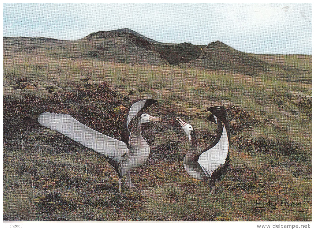 TAFF - Grand Albatros De L'Ile Amsterdam (Diomedea Amsterdamensis) - TAAF : Terres Australes Antarctiques Françaises