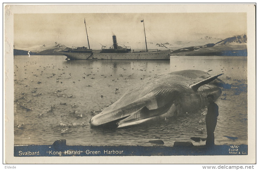 Svalbard Real Photo " Kong Harald" Green Habour With Ship  Whale And Ducks Peche à La Baleine Edit Eneret Mittet - Norwegen