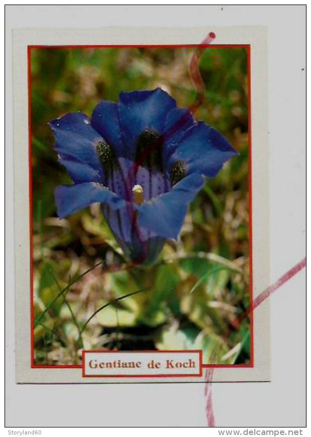 Cpm St001582 Gentiane De Koech Fleurs De Montagne - Medicinal Plants