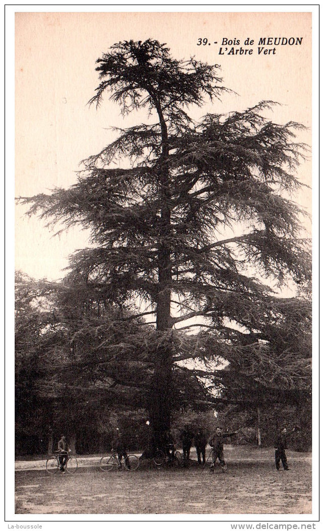 THEME - ARBRE - Bois De Meudon - L'arbre Vert - Arbres
