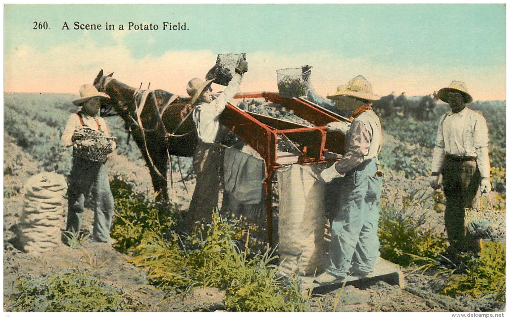 A SCENE IN A POTATO FIELD . PUBLISHED BY SPOKANE POST CARD CO. SPOKANE , WASHINGTON - Spokane