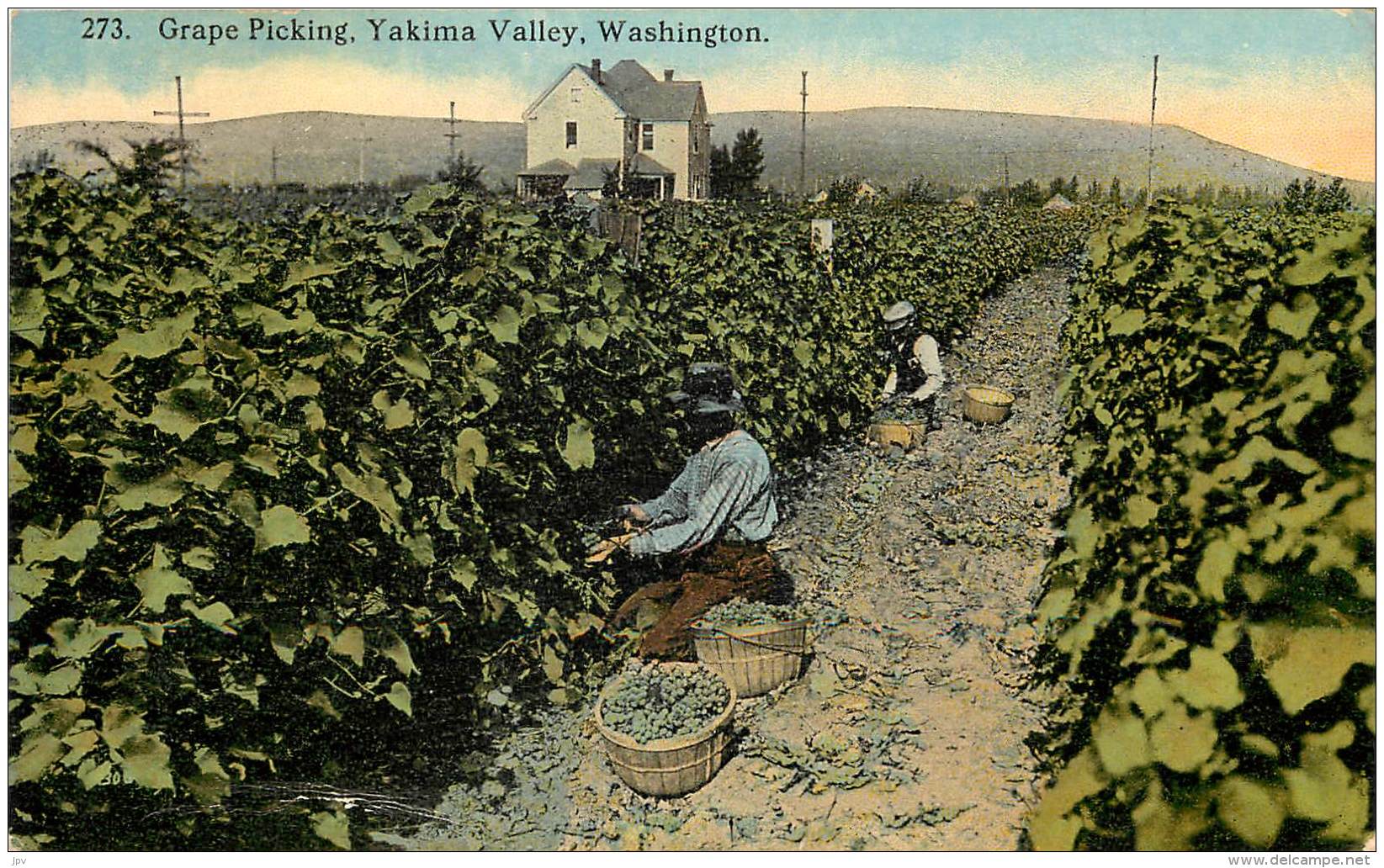 GRAPE PICKING , YAKIMA VALLEY ,WASHINGTON . PUBLISHED BY THE BOUGHTON-ROBBINS CO. SPOKANE. WASH. - Spokane