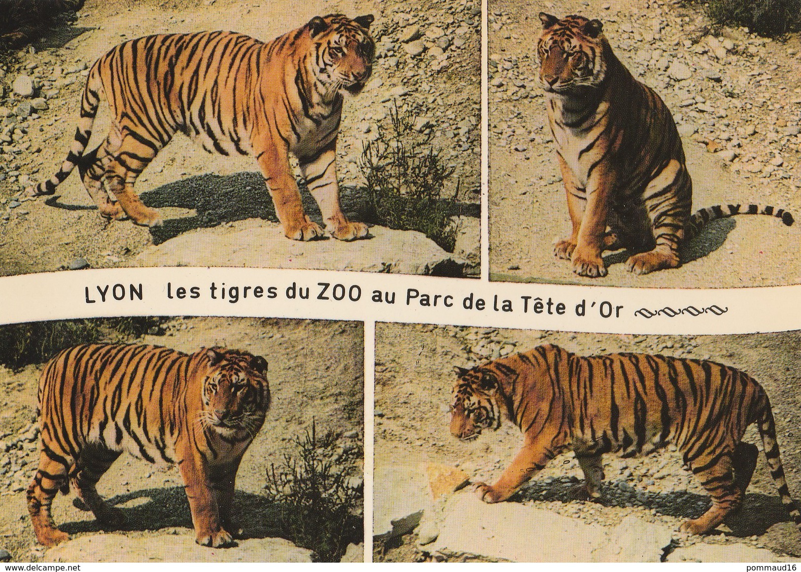 CPM Les Tigres Du Zoo Au Parc De La Tête D'Or, Lyon - Tijgers