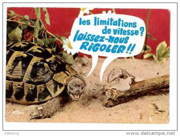 CPSM ANIMAUX HUMORISTIQUES TORTUE ET ESCARGOT - Turtles