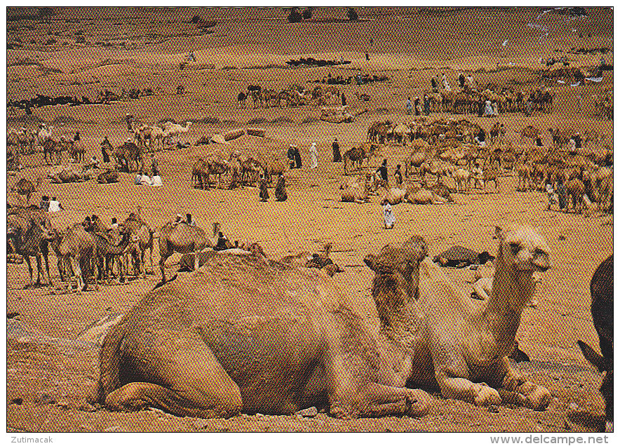 Expedition To Toubkal High Atlas Morocco Maroc Postcard Camel Market - Bergsteigen