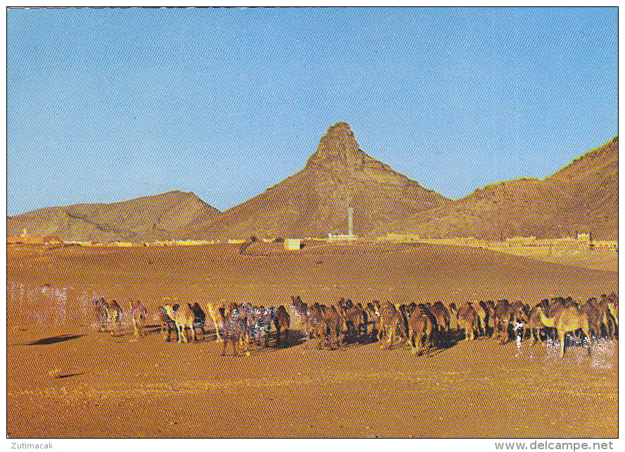 Expedition To Toubkal High Atlas Morocco Maroc Postcard Camel Caravane - Bergsteigen