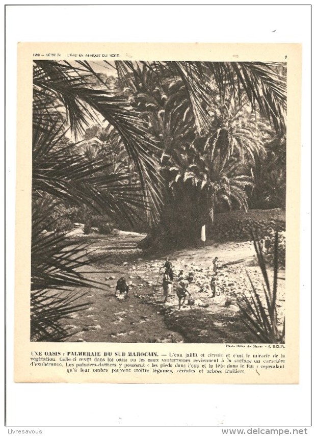 L'eau En Afrique Du Nord Une Oasis: Palmeraie Du Sud Marocain Photo De 1950 - Autres & Non Classés