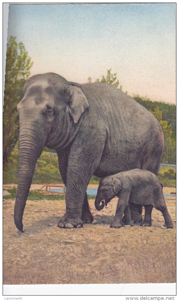 ELEPHANT ELEPHANTEAU Circulée  1954 - Elefanti