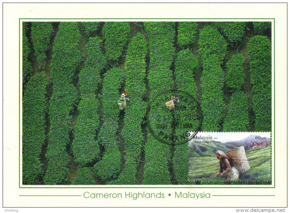 18D: Malaysia No 2 Cameron Highland Tea Garden (beverage Drink) Maximum Card Maxicard MC - Other & Unclassified