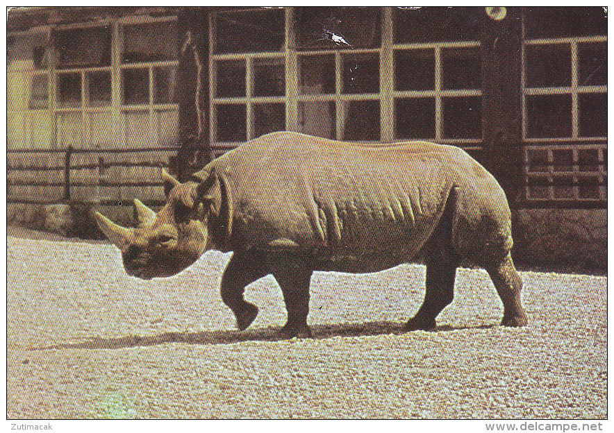 Rhino Rhinoceros Diceros Bicornis Zagreb Croatia Zoo Postcard - Rhinocéros