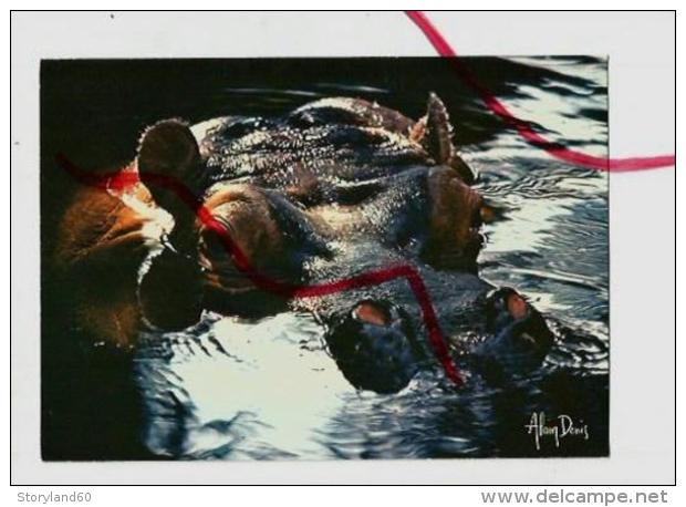 Cpm St001622 Photo Alain Denis Lumières D'afrique Hippopotame - Hippopotamuses