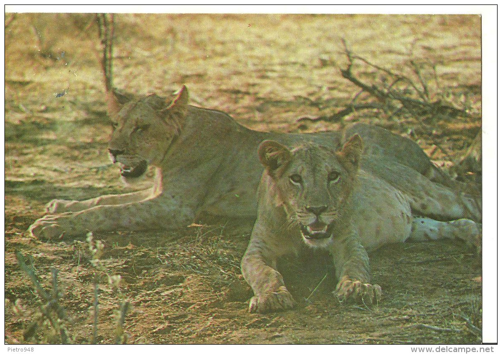 Kenia, Coppia Di Leonesse Nella Savana Africana (Lions), Thematic Stamps "Farfalle", "Papillon" - Leoni