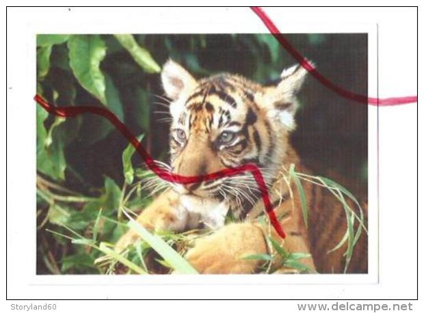 Cpm St001830 Tigre De Sumatra Indonésie - Tijgers