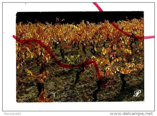 Cpm St001840 Pieds De Vignes - Geneeskrachtige Planten