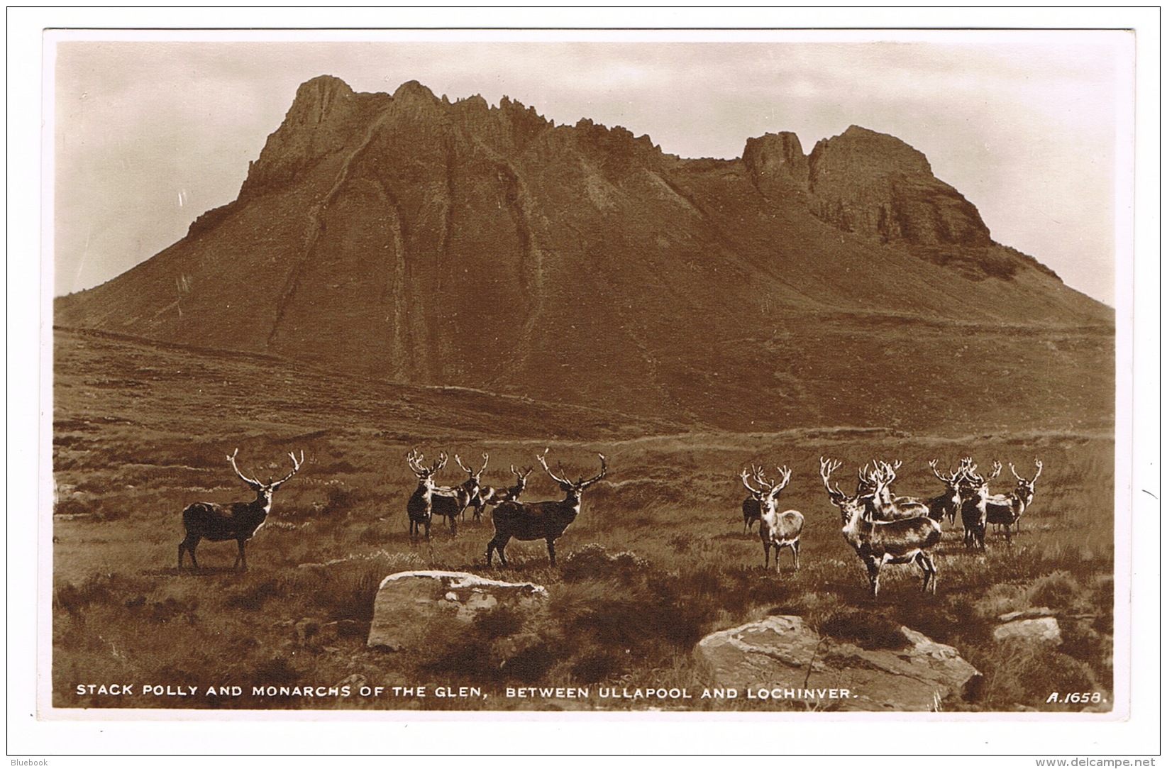 RB 1096 -  Real Photo Postcard - Stack Polly &amp; Monarchs Of The Glen - Stags Wester Ross - Scotland - Ross & Cromarty