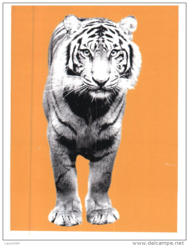 (695) Greenpeace Postcard - Tiger - Tigres