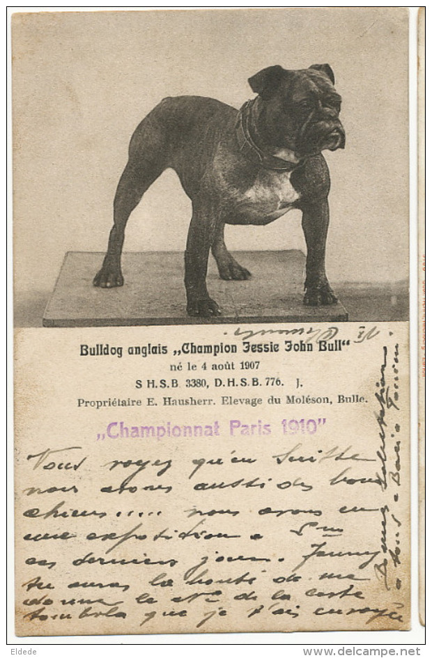Bulle Elevage Du Moleon Bouledogue Bulldog Champion Jessie John Bull Né Le 4/8/1907 Championnat De Paris 1910 - Bulle