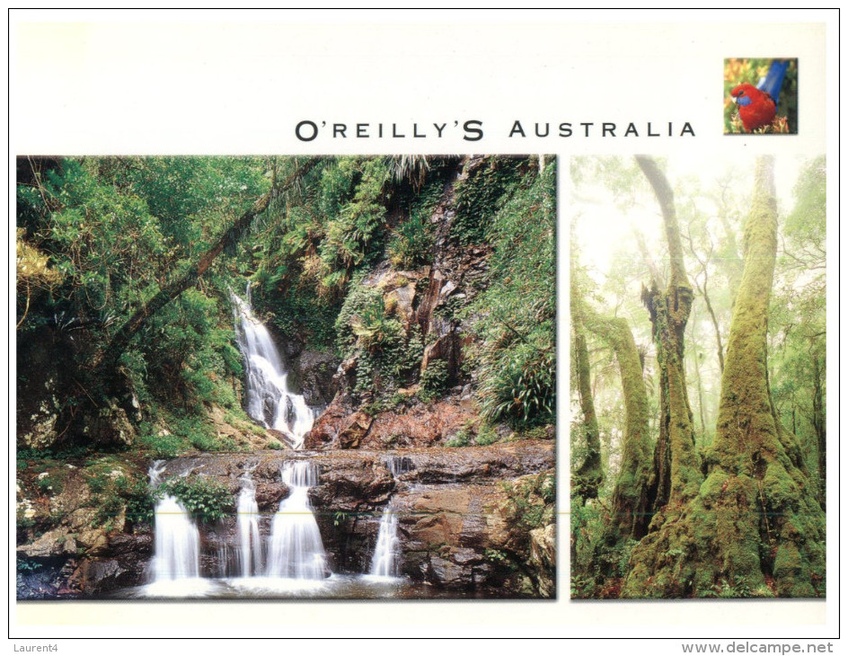 (393) Australia - QLD - O´Reilly´s - Atherton Tablelands