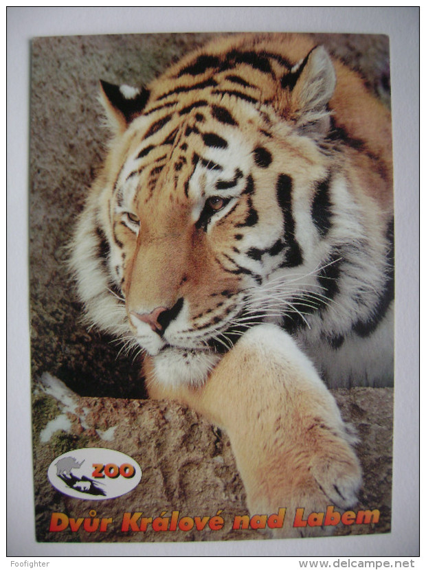 Czech Rep.: ZOO Dvur Kralove Nad Labem - Siberian, Ussuri Tiger (Panthera Tigris Altaica) - Posted 2000 Stamp Mushrooms - Tiger