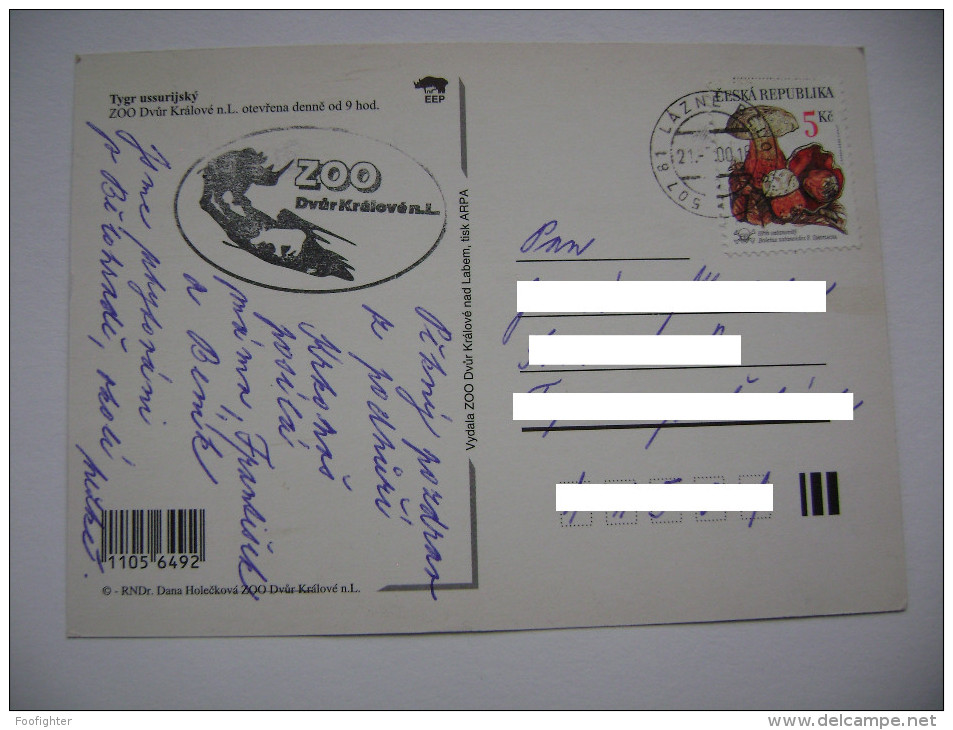 Czech Rep.: ZOO Dvur Kralove Nad Labem - Siberian, Ussuri Tiger (Panthera Tigris Altaica) - Posted 2000 Stamp Mushrooms - Tiger