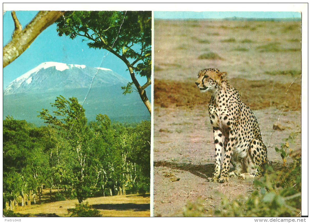 Tanzania, East Africa, Views: Mount Kilimanjaro And Cheetah, Vedute: Leopardo E Monte Kilimangiaro - Tanzania