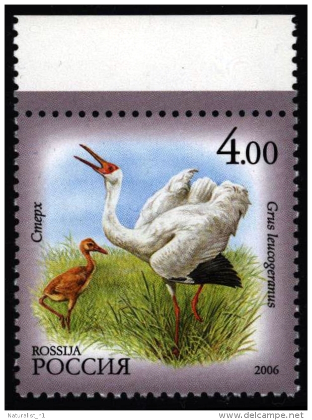 Russia Russie Russland 2006. ** MNH. Siberian Crane Grue De Sibérie Nonnenkranich - Kranichvögel