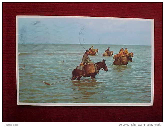 Cpa Métier De PECHE  PECHEURS De CREVETTES à CHEVAL  , 1962 , SHRIMPERS On HORSE , Recto Verso Prix Fixe - Fishing