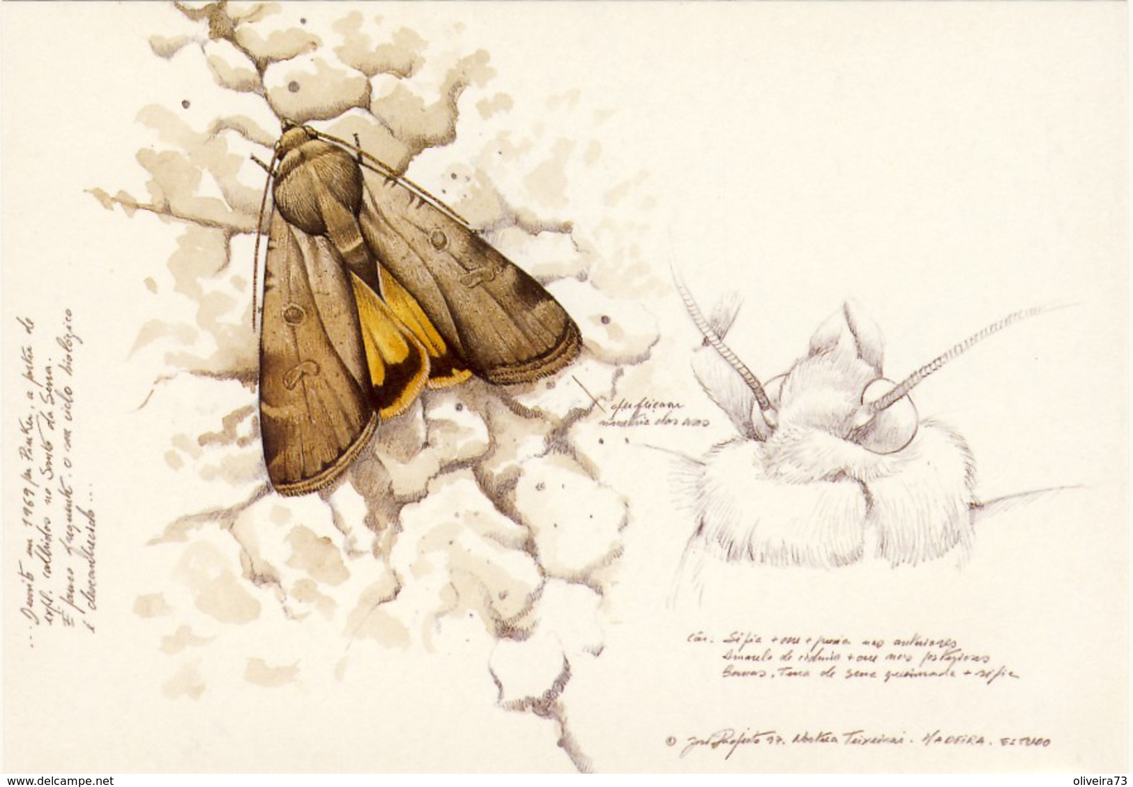 MADEIRA, INSECTOS DA MADEIRA, 2  Scans, PORTUGAL - Madeira