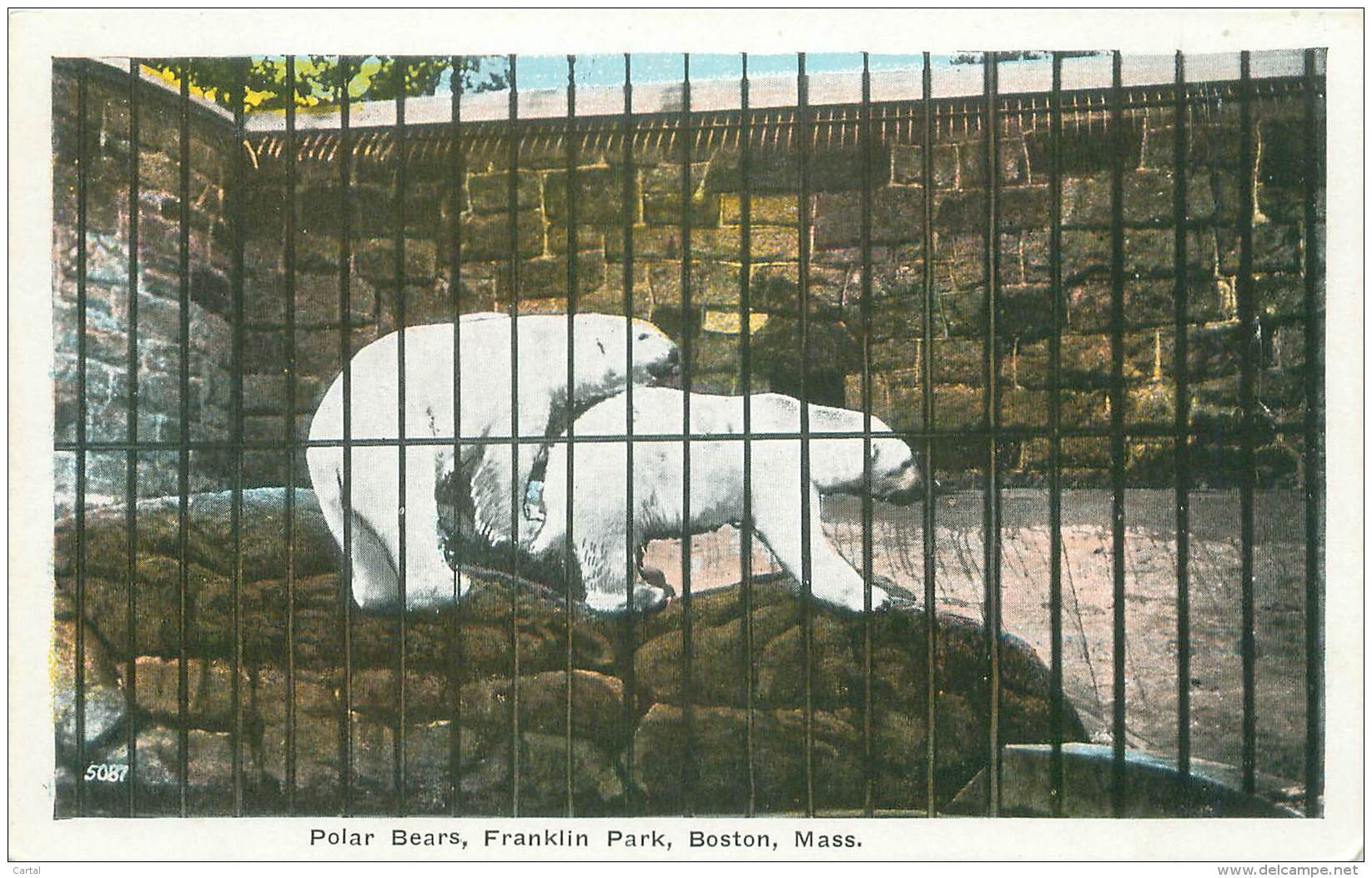 BOSTON - Polar Bears, Franklin Park - Boston