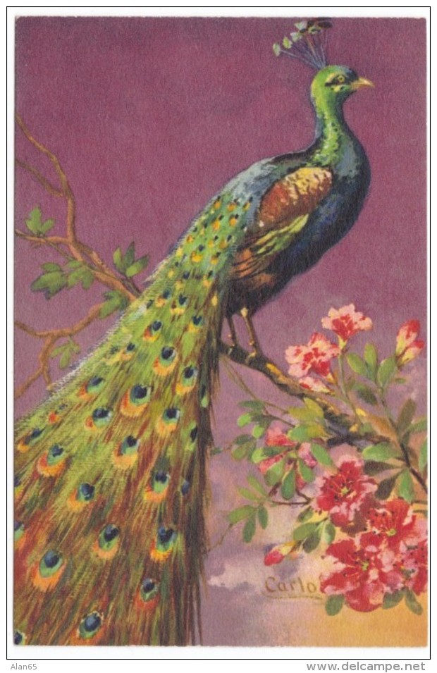 Carlo Artist Image Bird, Peacock, C1920s/30s Vintage Postcard - Vögel