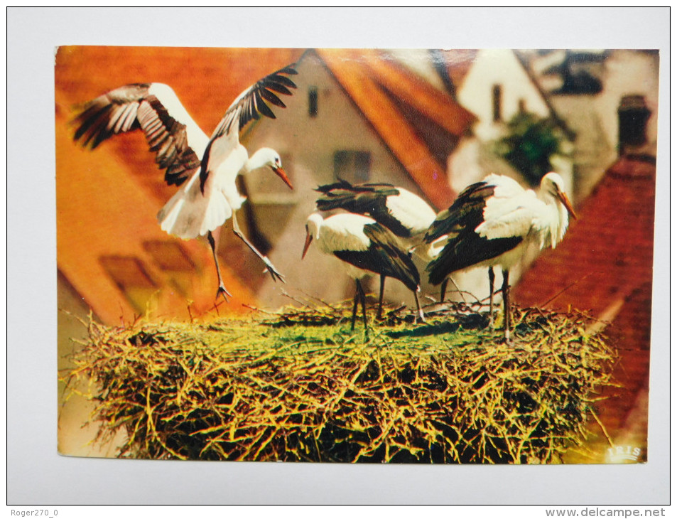 Oiseau , Cigogne , Alsace - Oiseaux