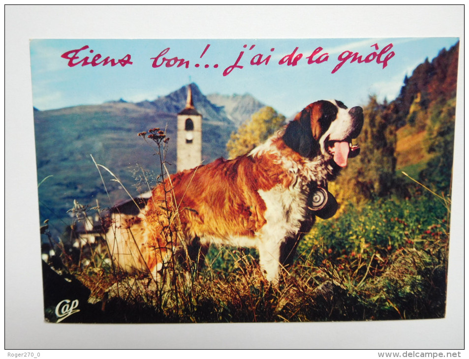 Chien Saint Bernard - Chiens