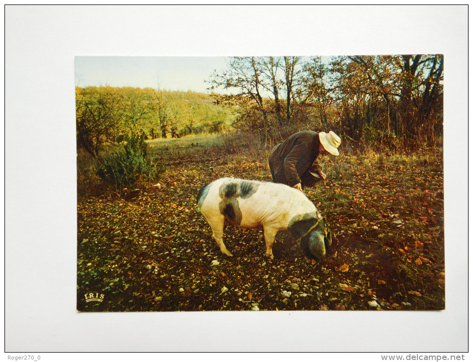 Cochon Truffier , Truffe , Champignon , Périgord - Pigs