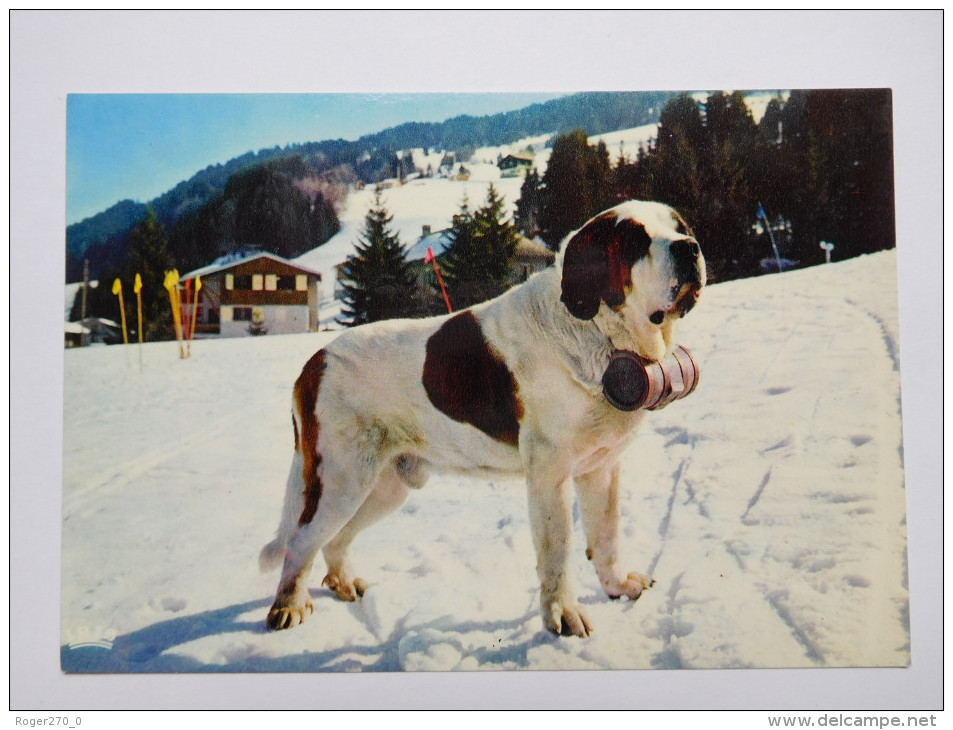 Chien Saint Bernard , Koko - Honden