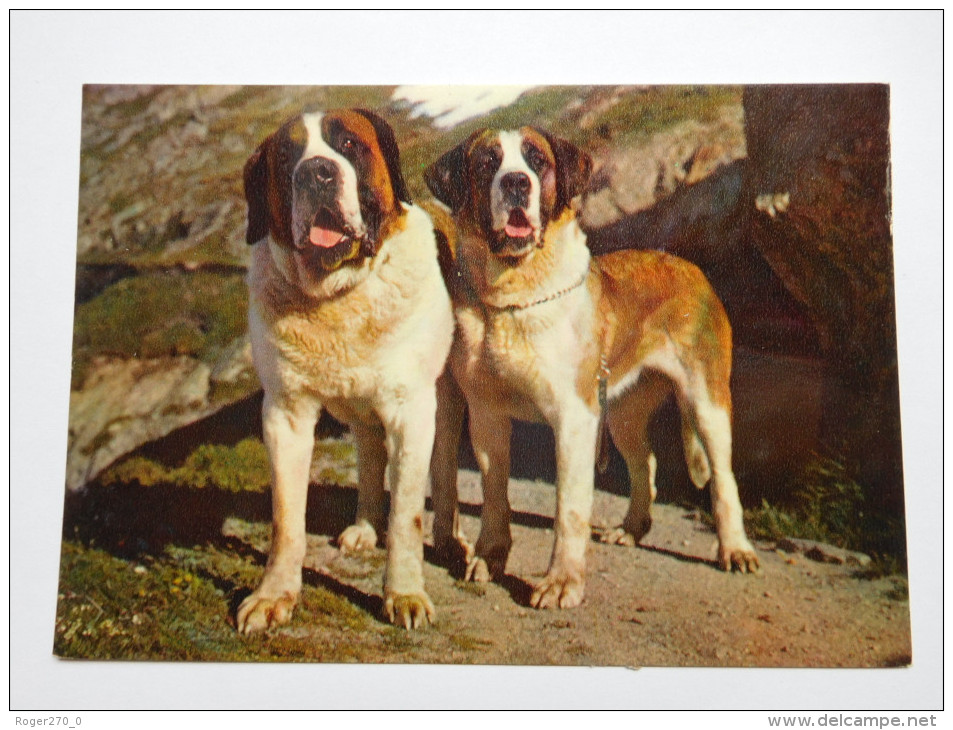 Chien Saint Bernard , Hospice Du Grand Saint Bernard - Chiens