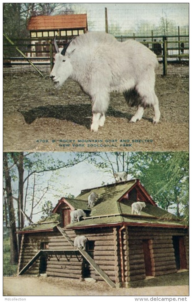 US NEW YORK CITY / Rocky Mountain And Shelter, New York Zoological Park / CARTE COULEUR - Parken & Tuinen